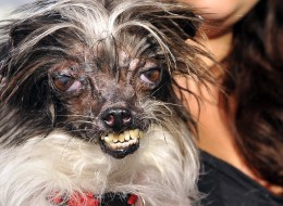 Peanut, a mutt who is suspected of being a Chihuahua-Shitzu mix, is held up at The World's Ugliest Dog Competition in Petaluma, California on June 20, 2014.