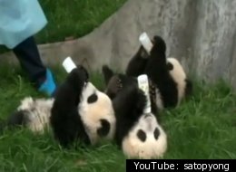 Pandas Drinking Milk (VIDEO)