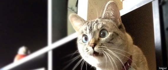 r-SURPRISED-CATS-large570.jpg